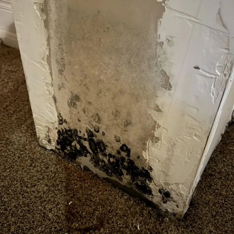 Professional Mold Removal in Rainbow, CA